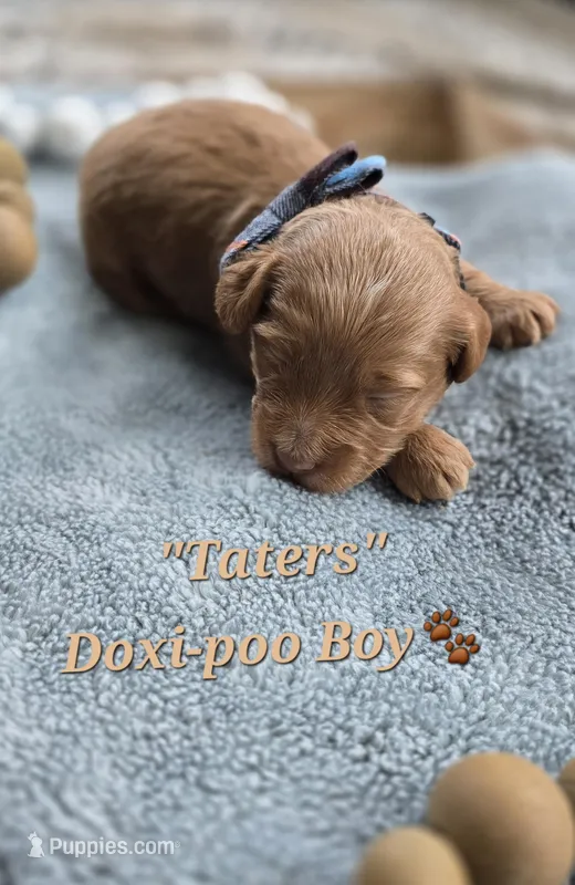 Taters – Doxiepoo puppy for sale in Donnelly, MN