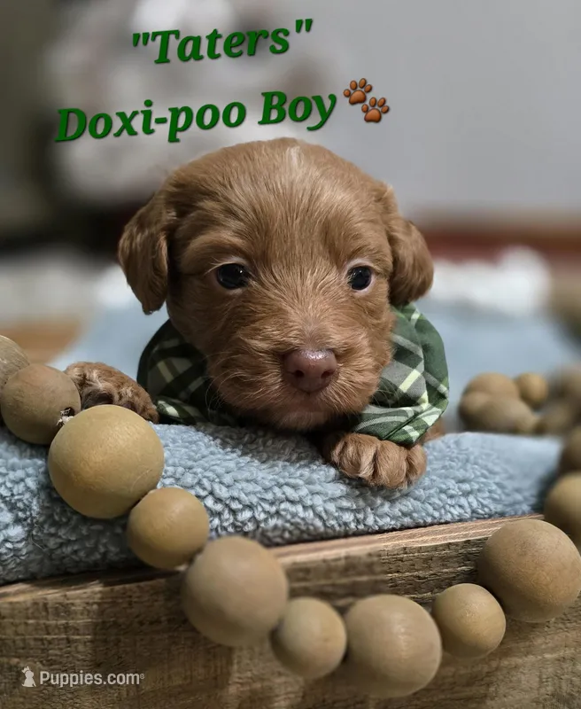 Taters – Doxiepoo puppy for sale in Donnelly, MN