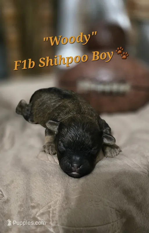 Woody, a male Shihpoo for sale in Donnelly, MN – 1 of 1