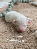 Cloudy, a male Shihpoo for sale in Donnelly, MN – 1 of 1