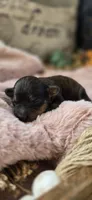 Shotty, a male Pomapoo for sale in Donnelly, MN – 5 of 5