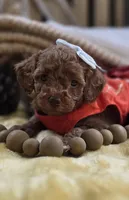 Shawnie, a female Pomapoo for sale in Donnelly, MN – 2 of 6