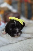 Hattie, a female Cavapoo for sale in Donnelly, MN – 6 of 6