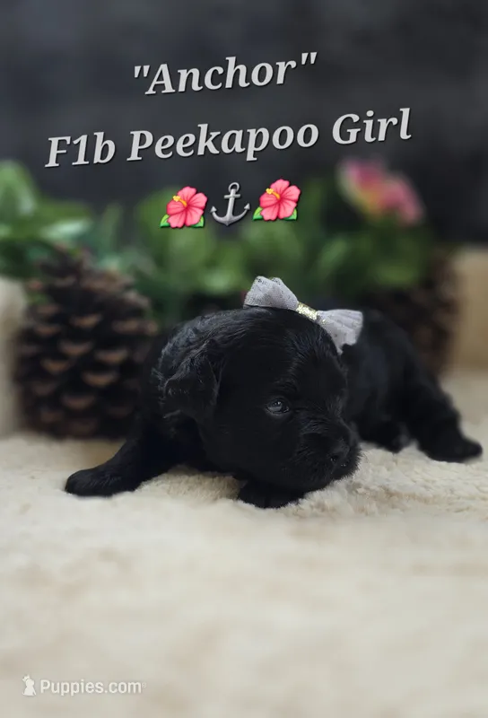 Anchor  – Peekapoo puppy for sale in Donnelly, MN