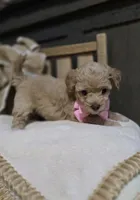 Shyla, a female Pomapoo for sale in Donnelly, MN – 4 of 7