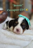 Bessie, a female Cavapoo for sale in Donnelly, MN – 5 of 9