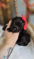 Billie, a female Cavapoo for sale in Donnelly, MN – 2 of 9
