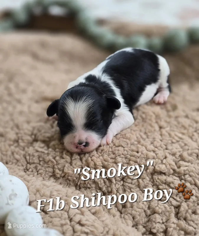 Smokey – Shihpoo puppy for sale in Donnelly, MN