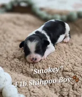 Smokey, a male Shihpoo for sale in Donnelly, MN – 1 of 1