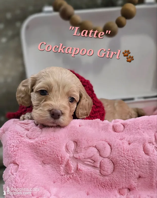 Latte – Cockapoo puppy for sale in Donnelly, MN