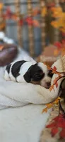 Bessie, a female Cavapoo for sale in Donnelly, MN – 6 of 9