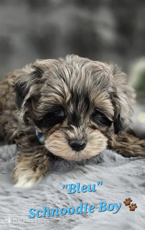 Bleu – Schnoodle puppy for sale in Donnelly, MN