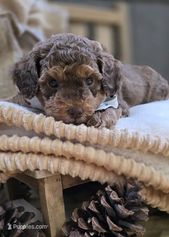 Shorty – Pomapoo puppy for sale in Donnelly, MN
