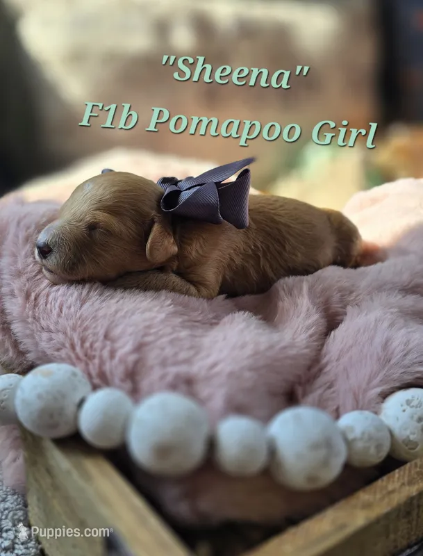 Sheena – Pomapoo puppy for sale in Donnelly, MN