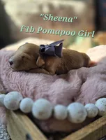 Sheena, a female Pomapoo for sale in Donnelly, MN – 1 of 4