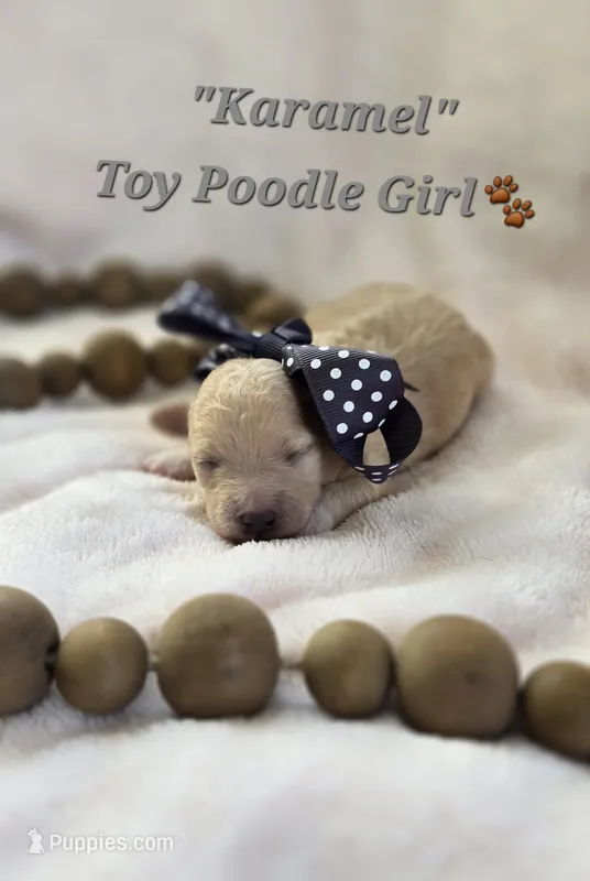 Karamel – Poodle - Toy  puppy for sale in Donnelly, MN