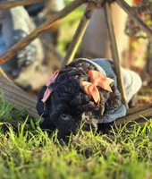 Anchor , a female Peekapoo for sale in Donnelly, MN – 6 of 9