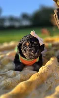 Kehlani , a female Peekapoo for sale in Donnelly, MN – 5 of 10