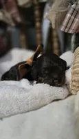 Espresso , a male Cockapoo for sale in Donnelly, MN – 6 of 7