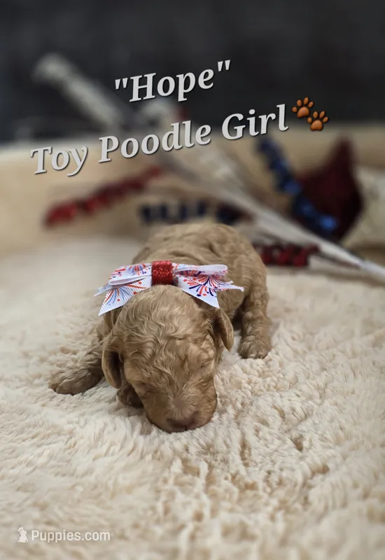 Hope – Poodle - Toy  puppy for sale in Donnelly, MN