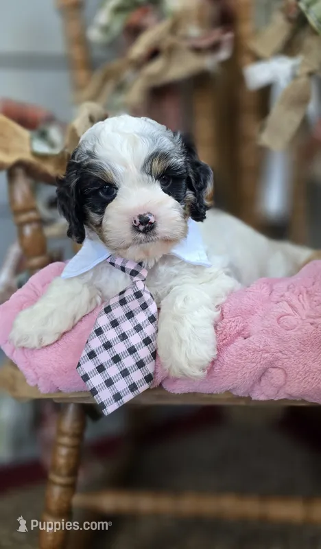 Clyde – Cockapoo puppy for sale in Donnelly, MN