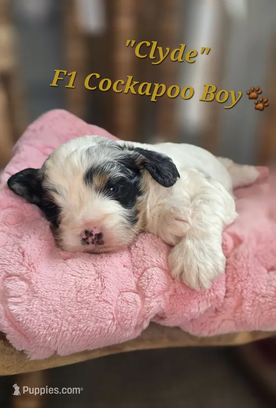 Clyde – Cockapoo puppy for sale in Donnelly, MN
