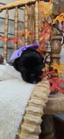 Lizzie, a female Cavapoo for sale in Donnelly, MN – 6 of 8