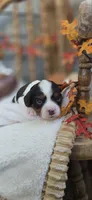 Bessie, a female Cavapoo for sale in Donnelly, MN – 4 of 9