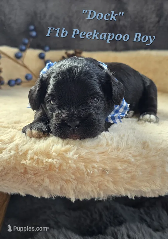 Dock – Peekapoo puppy for sale in Donnelly, MN
