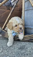 Hercules , a male Shihpoo for sale in Donnelly, MN – 5 of 5
