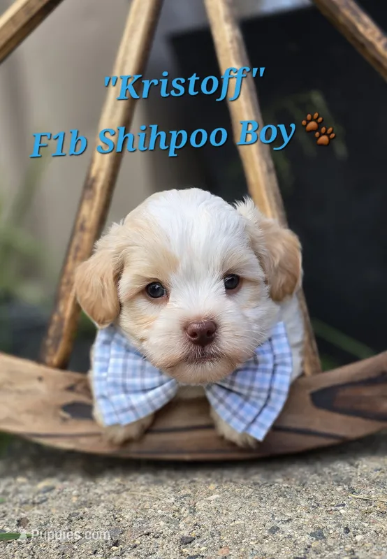 Kristoff – Shihpoo puppy for sale in Donnelly, MN