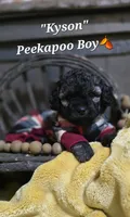 Kyson , a male Peekapoo for sale in Donnelly, MN – 1 of 7