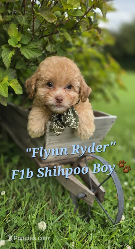 Flynn Rider – Shihpoo puppy for sale in Donnelly, MN