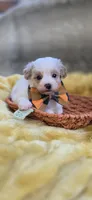 Walter, a male Yorkipoo for sale in Donnelly, MN – 3 of 10