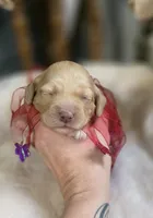 Latte, a female Cockapoo for sale in Donnelly, MN – 2 of 8