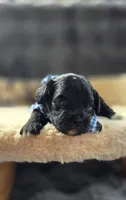 Dock, a male Peekapoo for sale in Donnelly, MN – 5 of 5