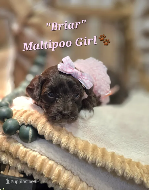 Briar – Maltipoo puppy for sale in Donnelly, MN