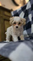 Bentley, a male Maltipoo for sale in Donnelly, MN – 2 of 10