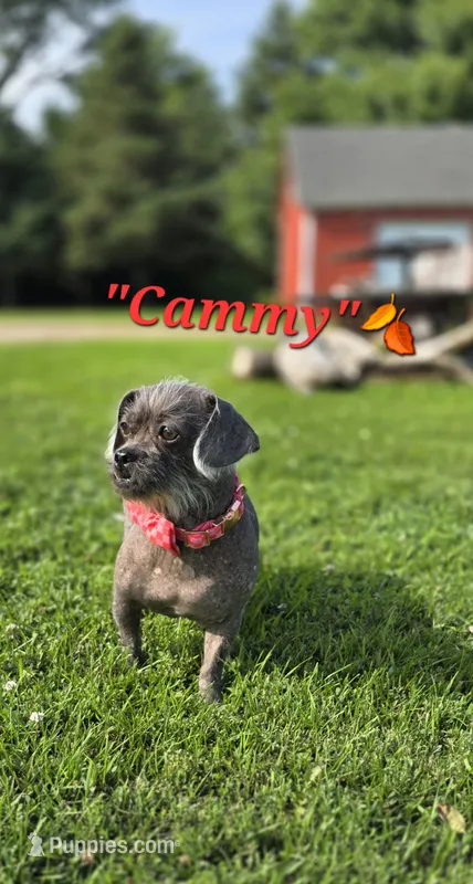 Cammy – Peekapoo puppy for sale in Donnelly, MN