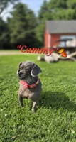 Cammy, a female Peekapoo for sale in Donnelly, MN – 1 of 3