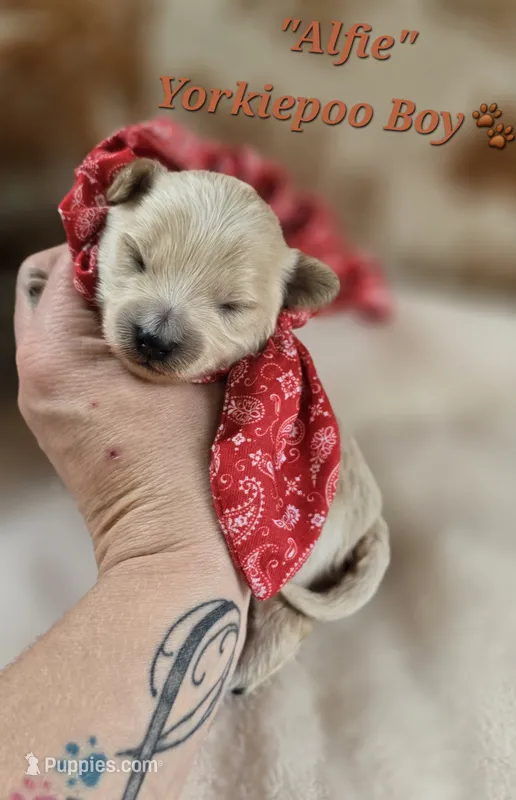 Alfie – Yorkipoo puppy for sale in Donnelly, MN
