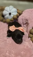 Briar, a female Maltipoo for sale in Donnelly, MN – 4 of 5