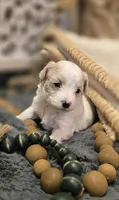 Bentley, a male Maltipoo for sale in Donnelly, MN – 6 of 10