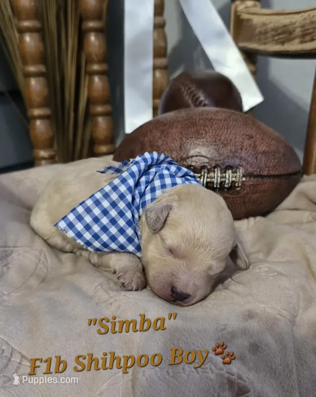Simba – Shihpoo puppy for sale in Donnelly, MN