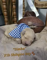 Simba, a male Shihpoo for sale in Donnelly, MN – 1 of 1