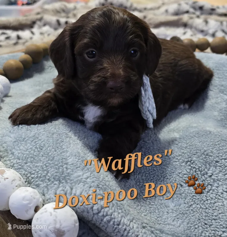 Waffles, a male Doxiepoo for sale in Donnelly, MN – Photo 1 of 1