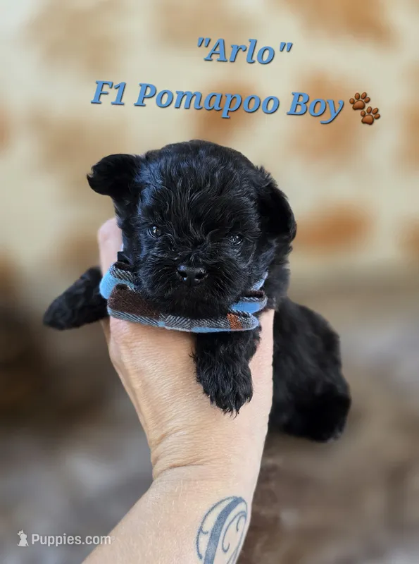 Arlo  – Pomapoo puppy for sale in Donnelly, MN