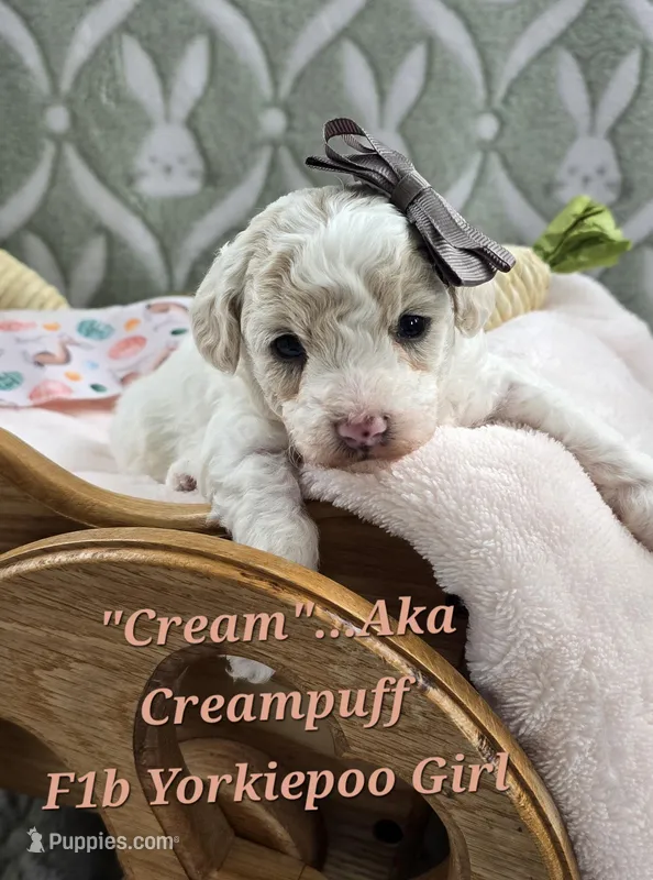 Creampuff – Yorkipoo puppy for sale in Donnelly, MN