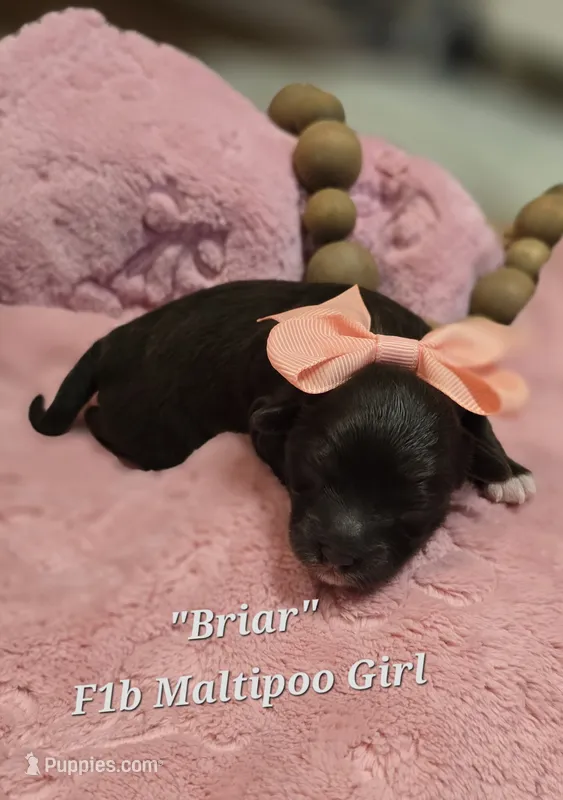Briar – Maltipoo puppy for sale in Donnelly, MN