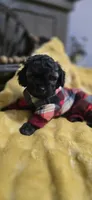 Kyson , a male Peekapoo for sale in Donnelly, MN – 7 of 7
